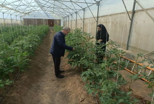 کاهش وابستگی به واردات با تولید بذر هیبریدی گیاهان گلخانه‌ای