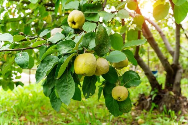برداشت 1074 تن میوه "به" در  استان آذربایجان شرقی