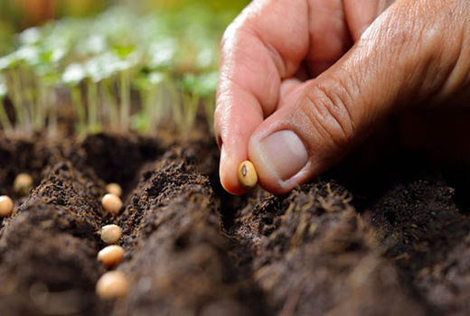 تلاش کشت و صنعت مغان برای خودکفایی در تولید بذر