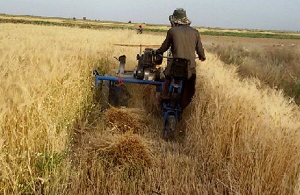 آغاز خرید تضمینی جو از بهره برداران در استان اصفهان