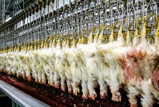 روزانه ۸۰ تن مرغ در کشتارگاه‌های چهارمحال و بختیاری کشتار می‌شود