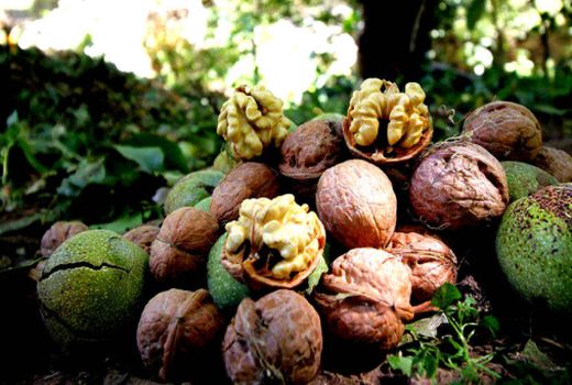 ۱۸ هزار تن گردو از باغات کردستان برداشت شد