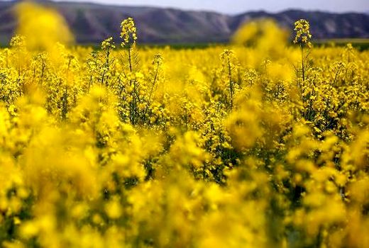 خرید کلزا بیش از قیمت تضمینی با کشت قرار دادی