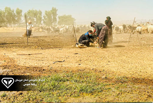 ایمن سازی دام های گتوند علیه بیماری طاعون نشخوارکنندگان کوچک