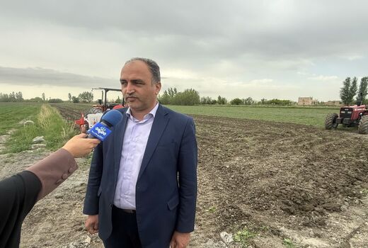 کشت بیش از 73هزار هکتار حبوبات در دیم زارهای آذربایجان غربی