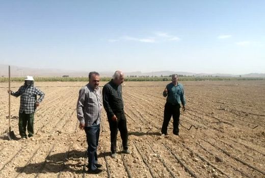 پایان کشت چغندرقند پاییزه در ۱۷۰ هکتار از مزارع فسا