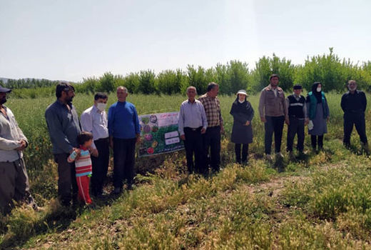 بازدید جمعی از بهره برداران منتخب بخش کشاورزی شهرستان هریس از مزرعه پنج هکتاری کلزا در شهر زرنق