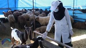 اجرای طرح واکسیناسیون بروسلوز گوسفندی توسط شبکه دامپزشکی در شهرستان شهربابک