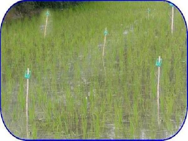 مبارزه بیولوژیک با ساقه خوار برنج در 3400 هکتار شالیزار بابل