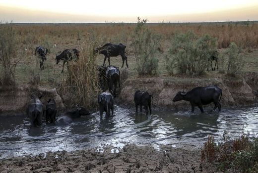 آغاز فاز اول توزیع علوفه رایگان در شهرهای دارای تنش آبی خوزستان