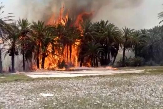 ۶۳۵ نخل استان بوشهر ایستاده سوخت 