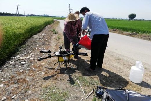 شالیزارهای قائم شهر با پهباد سمپاشی شد