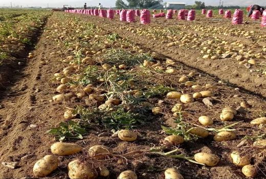 سیب زمینی اقلید روانه بازار شد