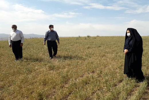 خسارت 4700 میلیارد ریالی گندم کاران شهرستان میانه از خشکسالی