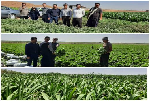 بازدید کارشناسان فنی از طرح های شاخص زراعی شهرستان آبیک
