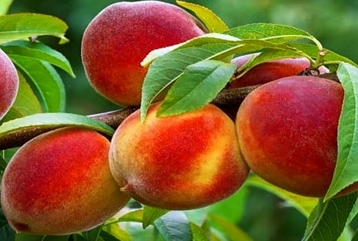 پیش بینی تولید 575 تن هلو در بیضا