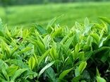 30 مهرماه پایان خرید تضمینی برگ سبز چای از چایکاران گیلان و مازندران