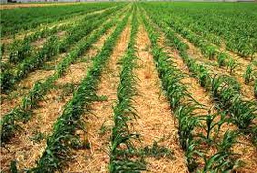 زندگی سالم و پایدار بدون خاک سالم امکانپذیر نیست