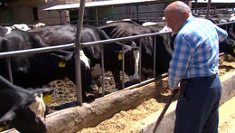 موفقیت دامدار نمونه نجف آبادی در پرورش گاو‌های شیری و گوشتی