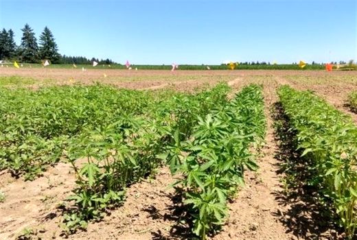 تکمیل زنجیره تولید محصولات کشاورزی کشور برای نخستین‌بار در خراسان جنوبی