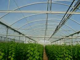 120 طرح گلخانه‌ای در خراسان شمالی به بانک‌های عامل معرفی شدند