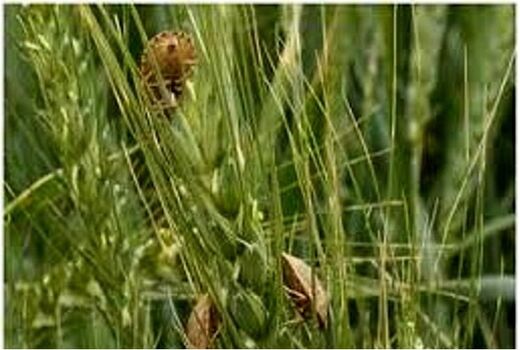 مبارزه با آفت سن گندم درسطح 4200 هکتار از مزارع گندم شهرستان  ورزقان