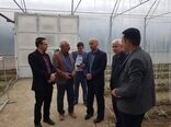 بازدید رئیس سازمان جهاد کشاورزی لرستان از واحد گلخانه ای ۴۳۰۰ متری در شهرستان ازنا