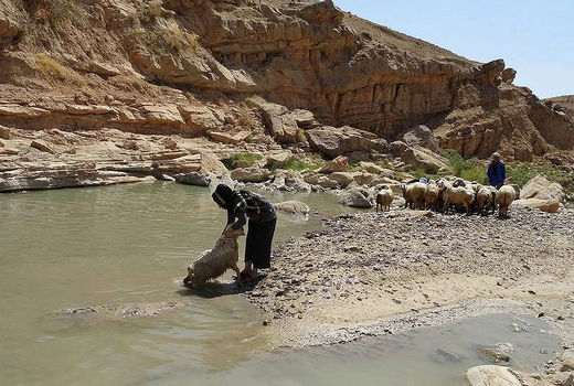 سیل در راه است، دام‌ها را در مسیر رودخانه‌ نبرید