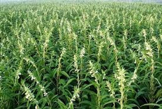 پایان برداشت محصولات تابستانه در شهرستان آغاجاری