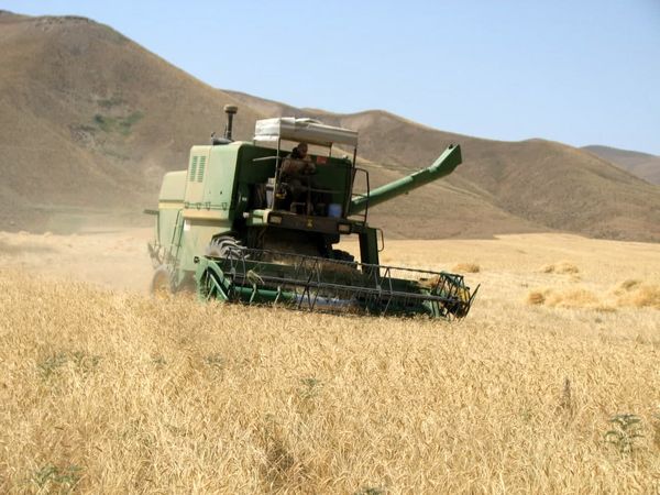 ۷۰ درصد برنامه خرید و ذخیره‌سازی گندم در قزوین محقق شده است
