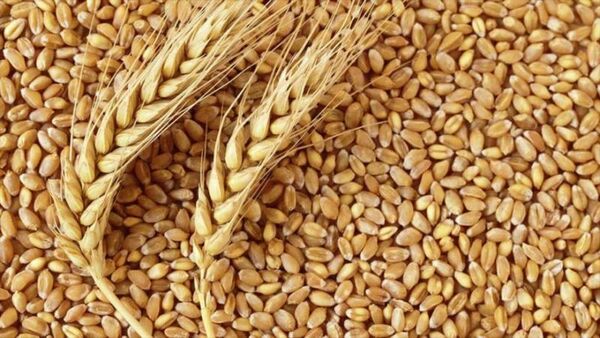 توزیع 26 هزار تن بذر گندم در شهرستان کازرون
