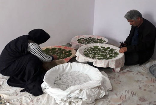 شروع پرورش کرم ابریشم  توسط پرورش دهندگان کرم ابریشم شهرستان خداآفرین