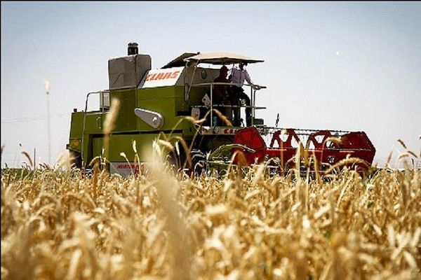 رشد ۱۱ درصدی توزیع بذر «جو» در سال جاری