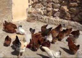 هدایت صحیح منابع مالی، نیروی انسانی و اجتماعی زنان روستایی خرمشهر