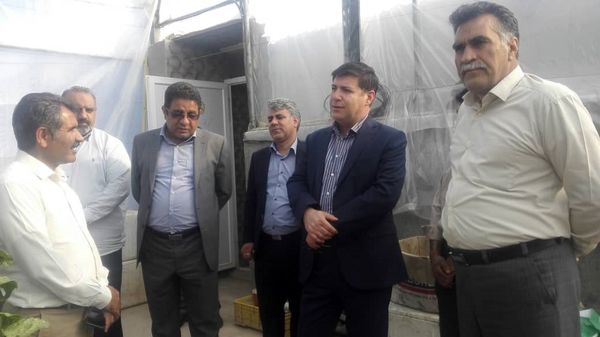 بازدید مدیرعامل شرکت شهرکهای کشاورزی کشور و رییس سازمان از مجتمع گلخانه ای شهرستان درمیان