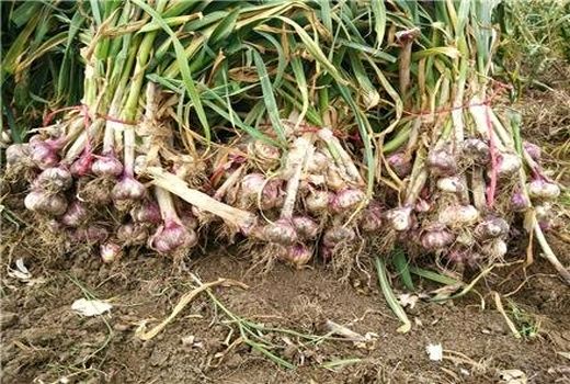 برداشت سیر در بخش شهداد کرمان