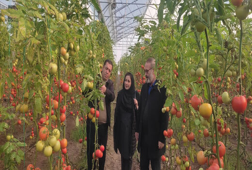 تأمین سوخت اضطراری برای گلخانه‌های مرند با هدف حفظ تداوم تولید در شرایط بحرانی