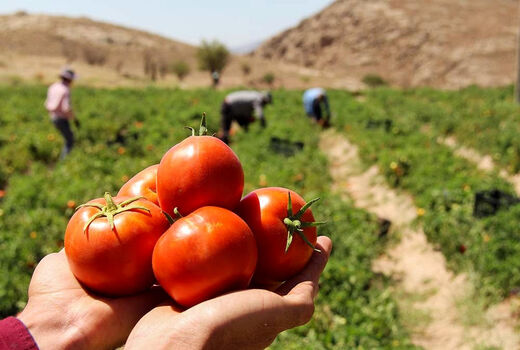 تولید 84 هزار تن گوجه فرنگی در ارسنجان