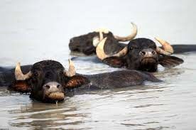 فرصت استثنایی جهت بیمه دام ها در خوزستان