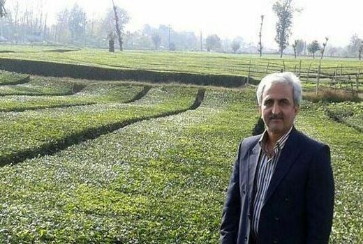 ۹۸.۶ میلیارد تومان از مطالبات چایکاران پرداخت شد