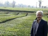 ۹۸.۶ میلیارد تومان از مطالبات چایکاران پرداخت شد