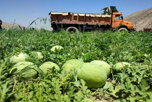 آغاز برداشت هندوانه از 900 هکتار مزارع کازرون