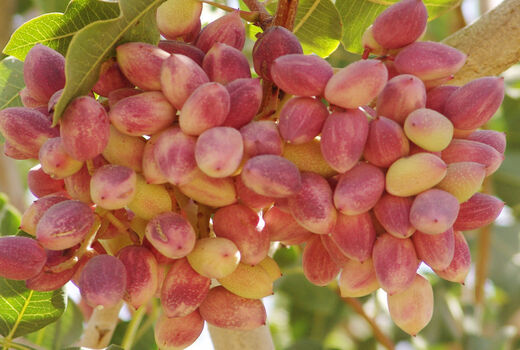کسب رتبه سوم تولید پسته کشوری در یزد