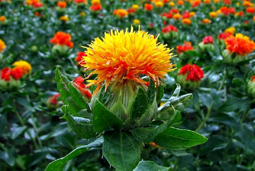 کشت تناوبی 100 هکتار گلرنگ بهاره در اراضی دیم شهرستان هشترود