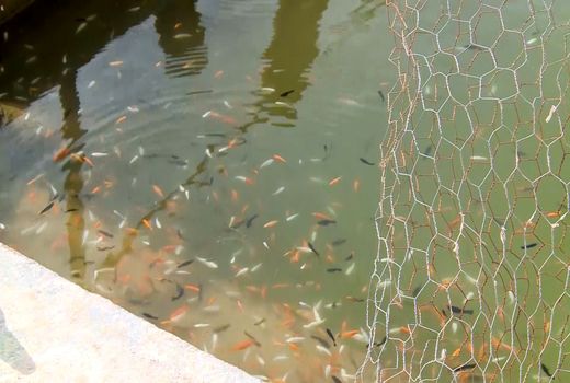 تولید بیش از ۱۷ میلیون قطعه ماهی زینتی در کاشان