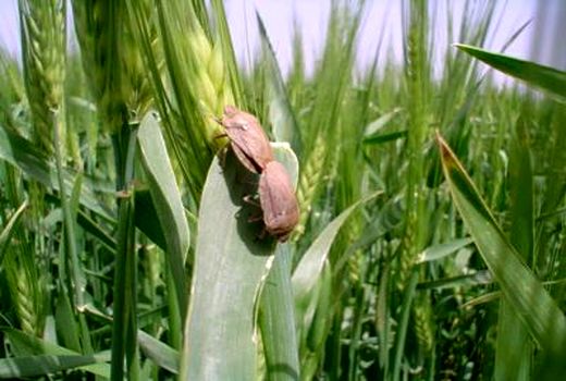  مبارزه با آفت سن غلات در قزوین