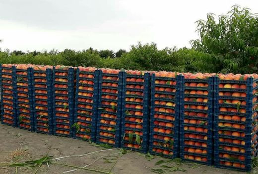 پیش‌بینی تولید ۲۰۰ هزار تن محصولات باغی در چهارمحال و بختیاری