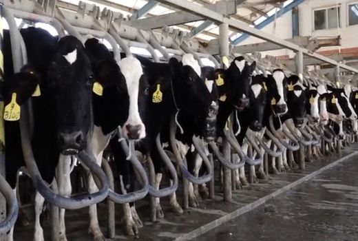 شاخص قیمت محصولات گاوداری‌های صنعتی کشور در بهار ١٤٠٠