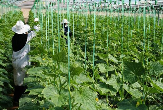 اجرای طرح های جهش تولید در بخش کشاورزی چهارمحال و بختیاری با تخصیص اعتبار ۶۱۵ میلیارد ریالی 