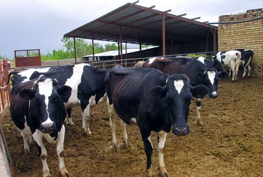 افزایش 15.69 درصدی آمار تلقیح مصنوعی دام در آذربایجان شرقی در سال 1402 